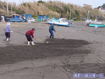 ワカメを干す為に浜を均しています、カヤックを出す時にはご注意