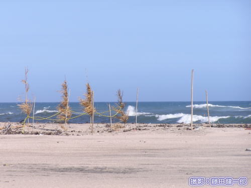 海亀の巣