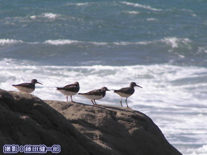 夏の房総を通り過ぎていくシギたち