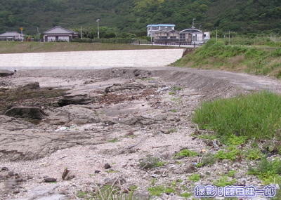 埋め立てられたスナビキソウ群落のあった場所