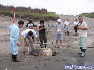 オサガメ調査中