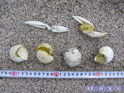 漂着した海亀の卵