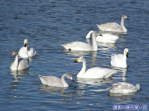 館山市に訪れた白鳥