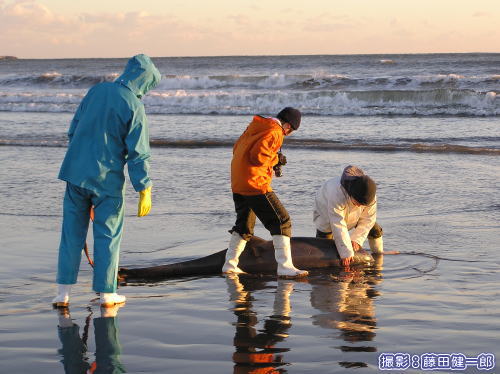 漂着したカズハゴンドウを助ける人々