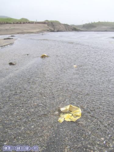 何故か河口にあったウミガメの卵殻
