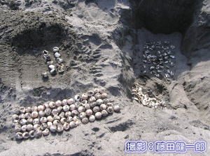 ウミガメ産卵調査その10