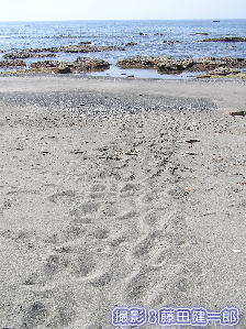 ウミガメ産卵調査その1