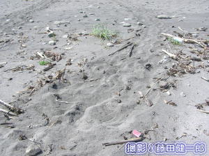 ウミガメ産卵調査その2