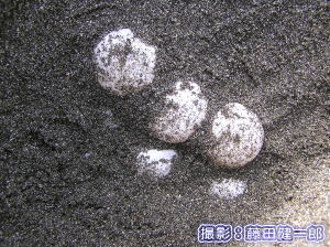 ウミガメ産卵調査その4