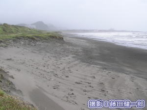 ウミガメ産卵調査その7
