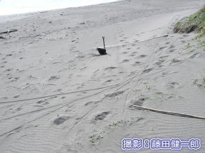 ウミガメ産卵調査その9