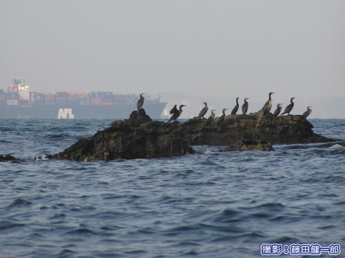 ウミウとコンテナ船