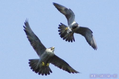 空中で行なわれるハヤブサの餌の受け渡し