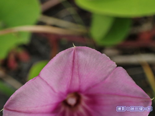写真:十分なサイズになって越冬を繰り返しているグンバイヒルガオなら11月にまだ花も咲いている群落もあります.花びらの縁からつんつん出ている棘状の部分は別に硬い訳ではなく何の役に立っているのか大変気になります.解明されているのでしょうか?